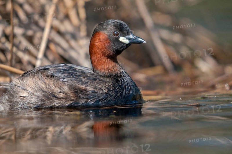 Littele Grebe, Tachybaptus Ruficollis, Little Grebe, Birds, Dabchick, Grebe, Grebe, Podicipedidae, Divers, Birds, Waterbirds
