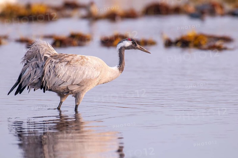 Crane (Grus grus), wading in the water, Fågelsjö, Gävleborg County, Sweden