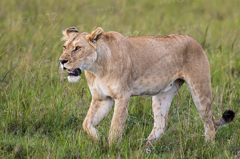 African Lion (Panthera leo) walking through grass, Masai Mara, Kenya