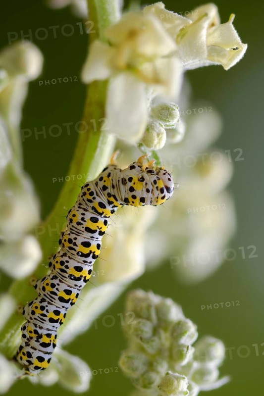 Cucullia lychnitis, grey-pollinated woolly monk, Shargacucullia lychnitis, later mullein monk, striped lychnis, high size, portrait, inchworm, insects, moths, moths, moths, caterpillar, butterflies