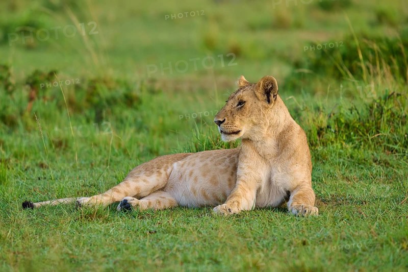 A lion lies relaxed on green grass in its natural habitat, lion (Panthera leo), Masai Mara National Reserve, Narok County, Kenya