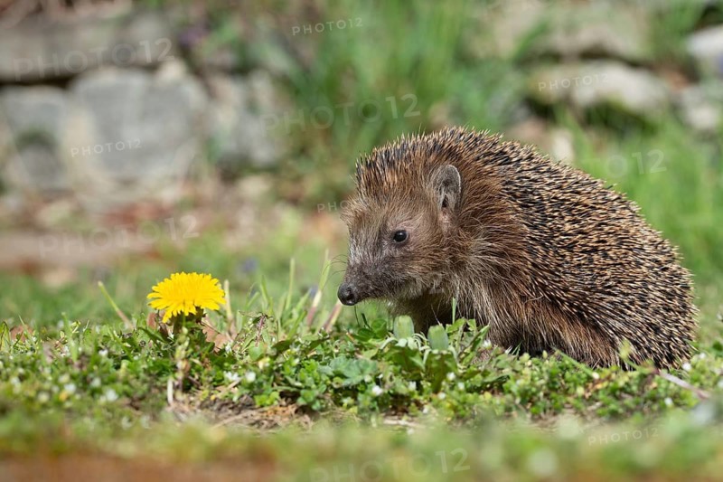 Erinaceus europaeus, hedgehog, insectivora, insectivora, insectivora, mammals, prickly, mammals