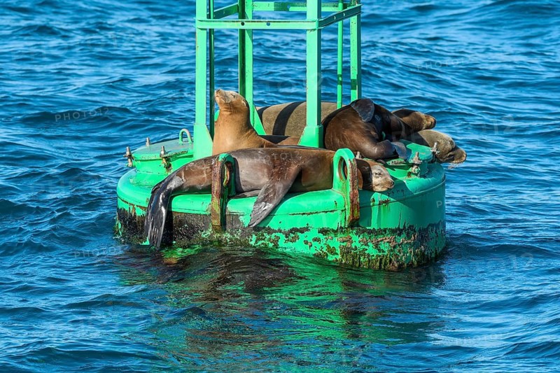 California sea lions, (Zalophus californianus), Dana Point, Orange County, California, United States, Pacific