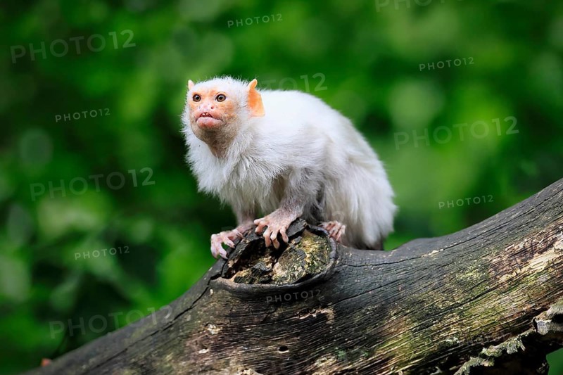 Silver marmoset (Mico argentatus, syn.: Callithrix argentata), silver marmoset, adult, sitting on a tree trunk, alert, South America