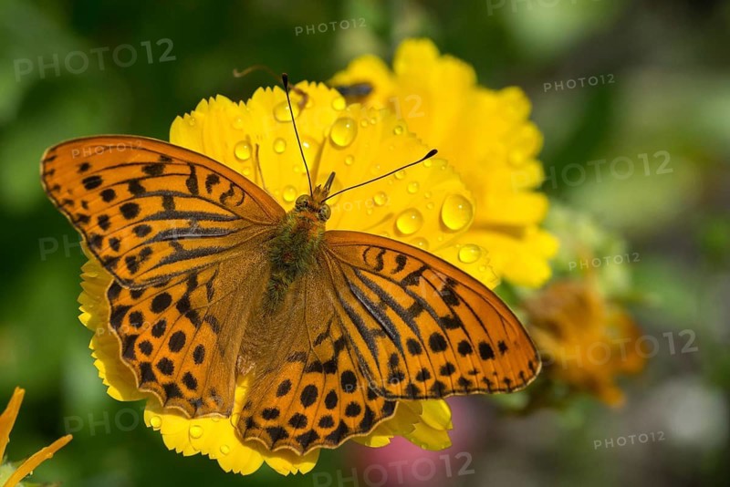 Argynnis Paphia, Kaisermantel, Silver-Washed Fritillary, Butterfly, Insects, Butterfly, Butterflies, Butterflies