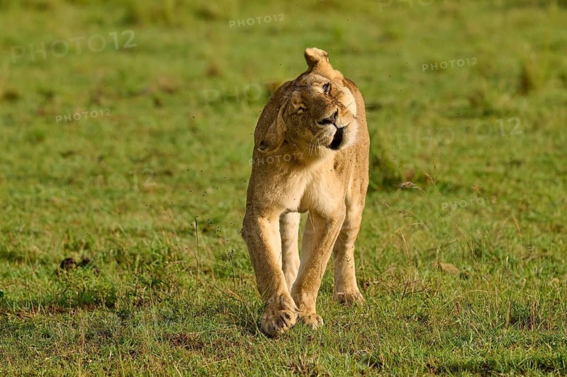 A lioness moves her head in the grassland, lion (Panthera leo), Masai Mara National Reserve, Narok County, Kenya