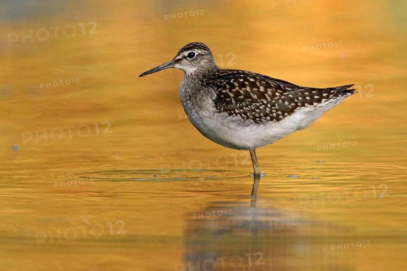 Wood sandpiper (Tringa glareola), Chevalier sylvain, Andarríos Bastardo, Raysut, Salalah, Sohar, Oman