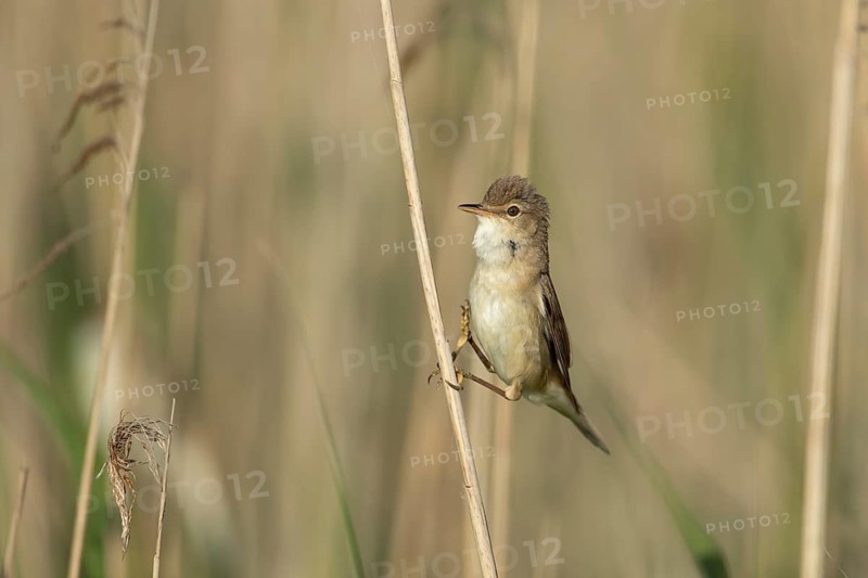 Reed warbler (Acrocephalus scirpaceus) adult bird in a reedbed, England, United Kingdom