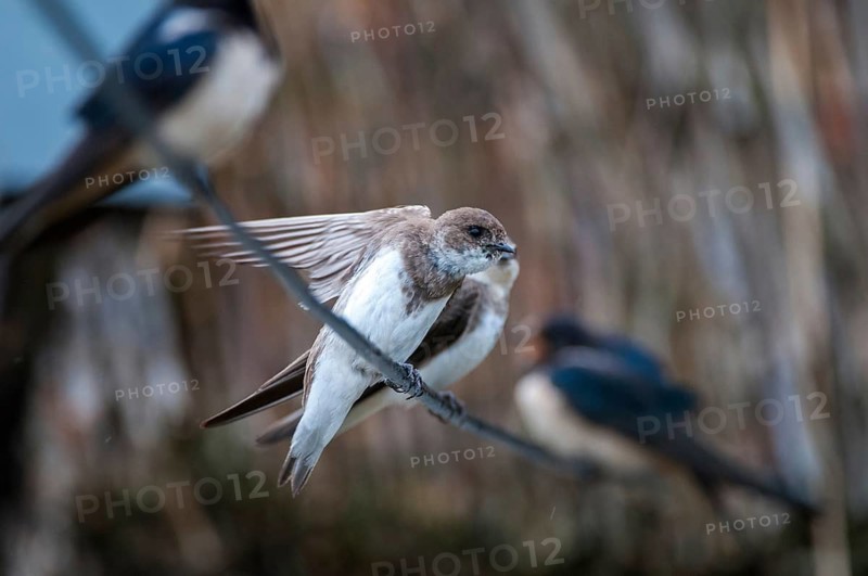 Bank Swallow, Hirundo Rustica, House Martin, Barn Swallow, Riparia Riparia, Sand Martin, Swallow, Bank Swallow, Birds, Passeri, Songbirds, Birds