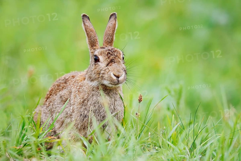 Wild rabbit (Oryctolagus cuniculus) sitting in a meadow, North Rhine-Westphalia, Germany