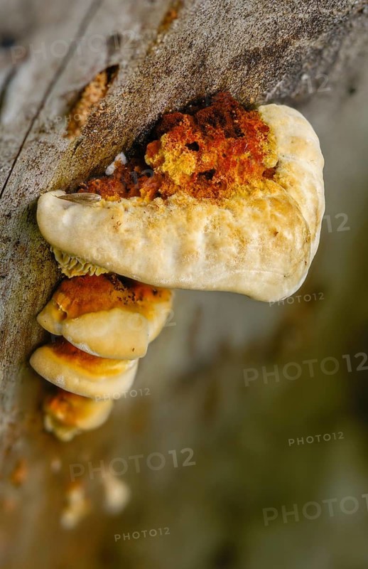 Daedalea sepiaria, gloeophyllum sepiarium, gloeophyllum ungulatum, lenzites sepiaria, lenzites crocata, yellow-red gill polypore, fence leaf, fungi, fungus, high size, vertical format, mushrooms, rusty gilled polypore