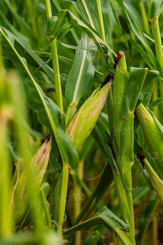 Close-up of corn plants in dense field with visible corn cobs, corn field, Gechingen, Germany