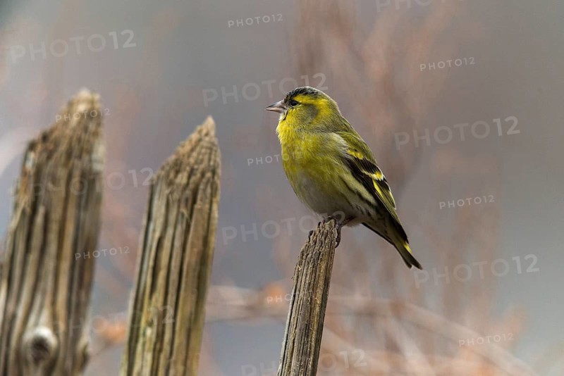 Carduelis spinus, siskin, spinus spinus, siskin, birds, garden, garden fence, male, passeri, songbirds, birds