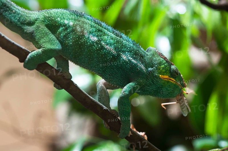 A panther chameleon eats a grasshopper, terrarium at Nuremberg Zoo, Nuremberg, Middle Franconia, Bavaria, Germany. PR available