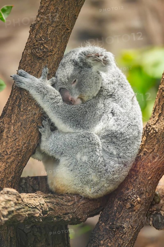 Koala (Phascolarctos cinereus) sitting on a tree, captive, distribution South Australia, Australia, Oceania