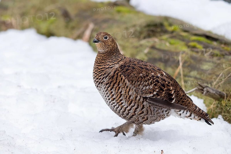Black grouse, black grouse, blackcock, Eurasian black grouse, pheasant species, Lyrurus tetrix, northern black grouse, tetrao tetrix, birds, black deer, chickens, Galliformes, chicken, chicken birds, phasianidae, grouse grouse, tetraonidae, birds, female