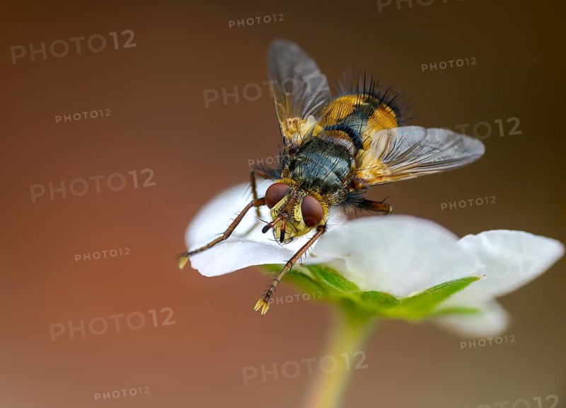 Hedgehog fly, hedgehog fly, caterpillar fly, tachina fera, diptera, insects, two-winged birds