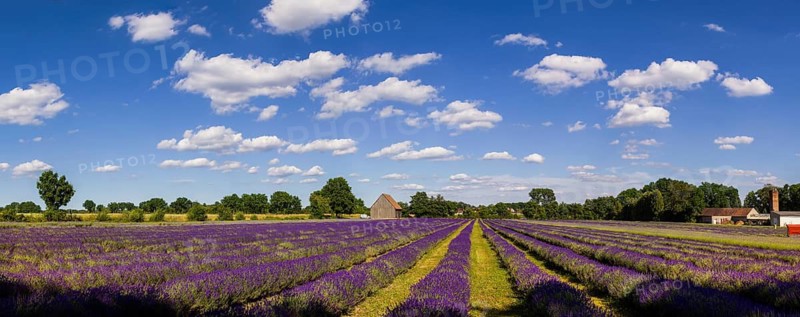 By growing lavender, in addition to diversifying crop rotation, operators want to produce a regional and sustainable product and adapt to climate change. The aim is to produce a regional and sustainable product. In doing so, attention is paid to sustainable management and chemical fertilisers and plant protection products are avoided. The lavender area is managed by Agrar GmbH Moholzer Hof, Niesky OT See, Saxony, Germany