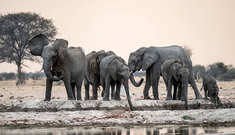 Animal family with baby elephant, African elephants (Loxodonta africana), drinking at the waterhole, dramatic reflection in the water, Nxai Pan National Park, Botswana