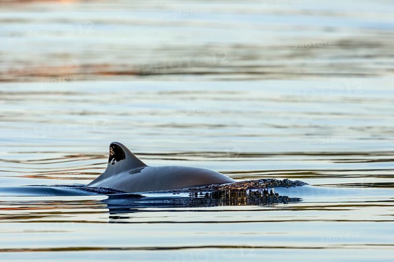 A harbour porpoise (Phocoena phocoena) in the evening sunlight, marine mammal, toothed whale, August, Funen, Denmark