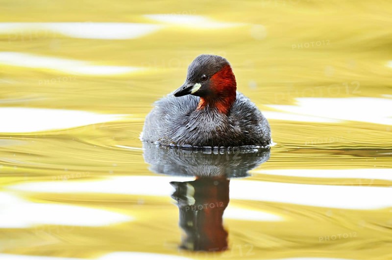 Little Grebe (Tachybaptus ruficollis), North Rhine-Westphalia, Germany