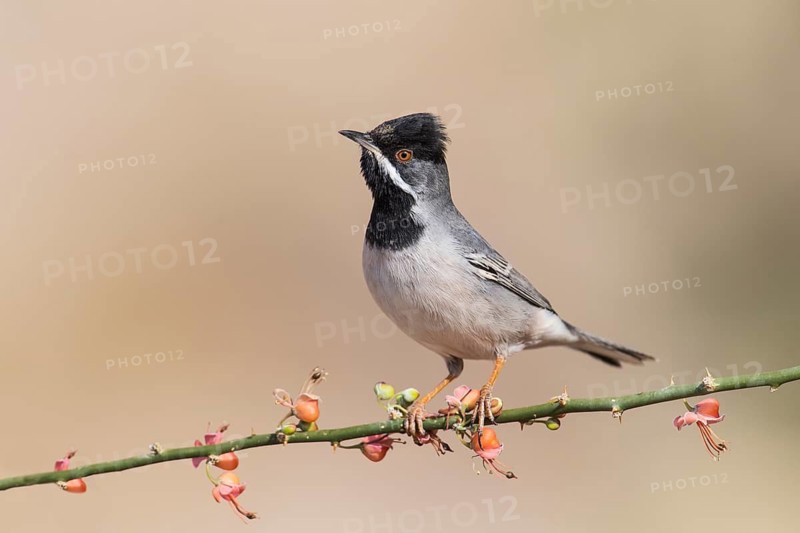 Rüppell's Warbler (Sylvia ruppeli) male, Eilat, Israel