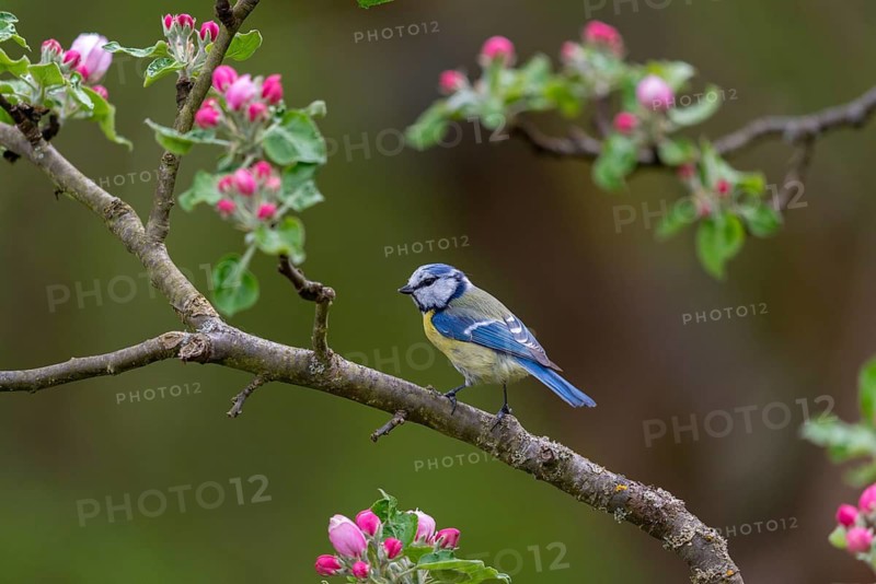Blue tit, fruit tree blossoms, parus caeruleus, birds, spring, tits, passeri, songbirds, songbirds, jump, tits, birds