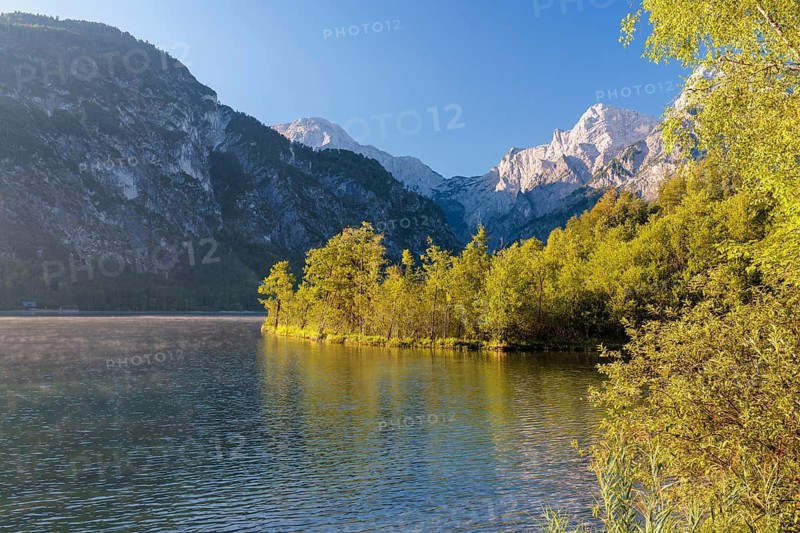 The tree-covered floating island in Lake Almsee bathed in the early morning light. Austria