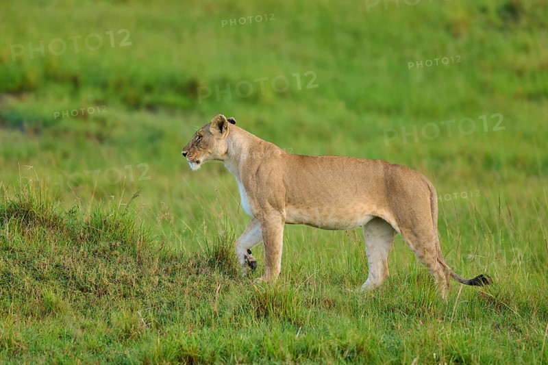 A lion strides through the lush greenery of the wilderness, lion (Panthera leo), Masai Mara National Reserve, Narok County, Kenya