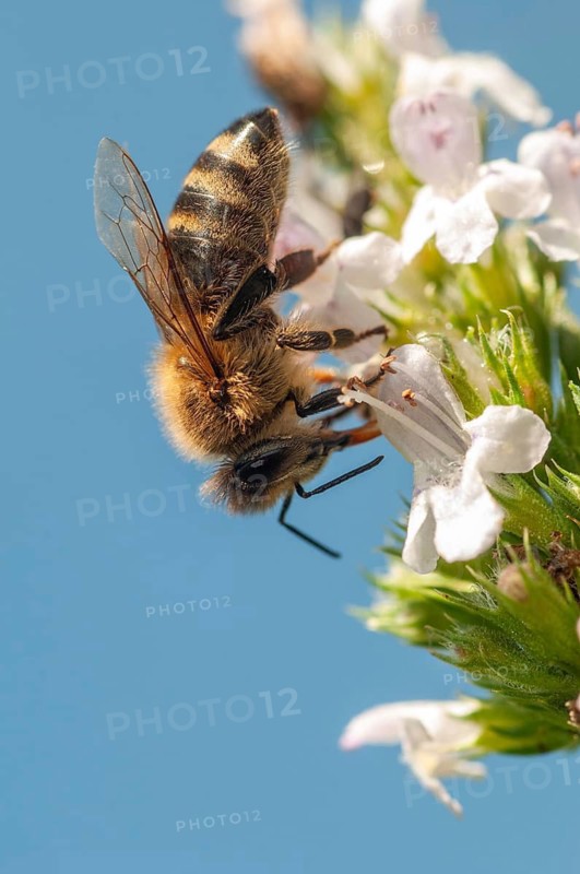 Apidae, apis mellifera, bees, European honey bee, European honeybee, hymenoptera, western honey bee, western honey bee, high size, portrait format, honey bee, honeybee, insects, wild bees