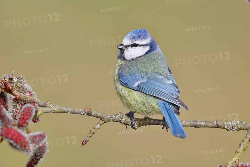 Blue tit (Parus caeruleus), perched on a twig of an alder tree, black alder (Alnus glutinosa), with catkins, spring, wildlife, animals, tit family, songbird, birds, Wilnsdorf, North Rhine-Westphalia, Germany