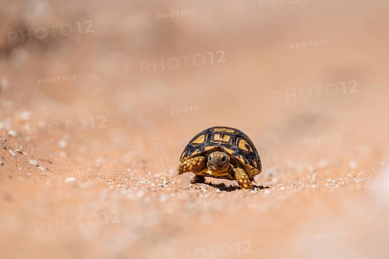 Leopard tortoise (Testudo pardalis), small leopard turtle walking on red Kalahri sand crossing the a sandy stretch. Kalahari, South Africa