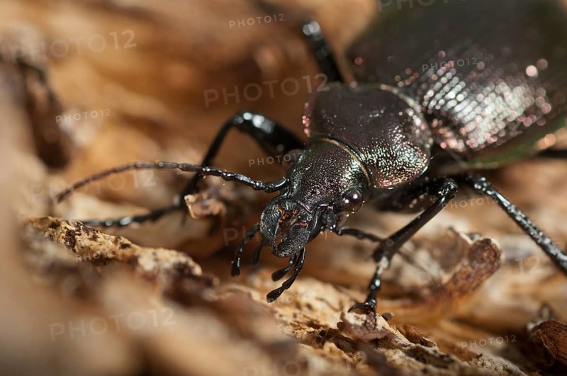 Calosoma inquisitor, small doll predator, climbing beetle, lesser searcher, beetle, coleoptera, insects, beetles