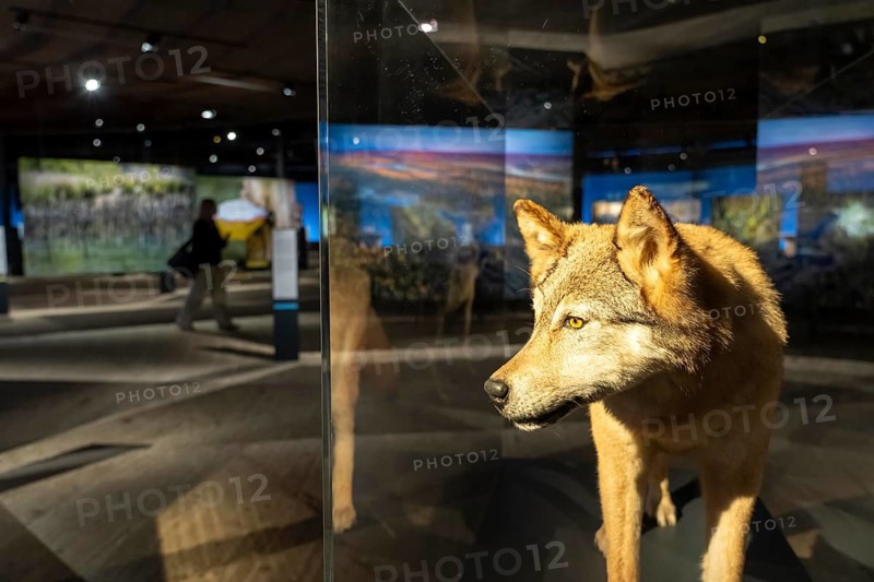 New exhibition at Gasometer Oberhausen, Mythos Wald, on 3 levels and with several thematic chapters, the exhibition shows the diversity of the world's forests with pictures, videos and exhibits, North Rhine-Westphalia, Germany