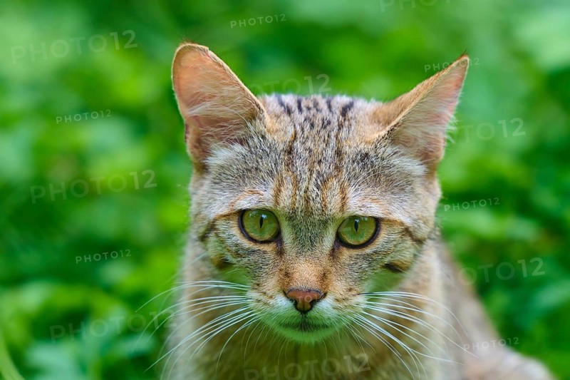 Portrait of a focused tabby cat with green eyes and brown fur in a green setting, European wildcat (Felis silvestris), Hesse, Germany