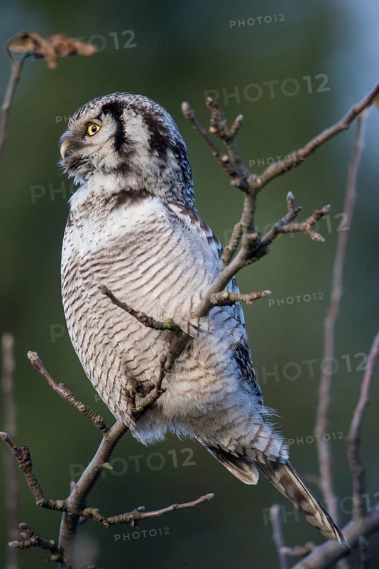 Hawk owl, sparrow owl, surnia ulula, birds, owls, high size, portrait format, northern hawk owl, owls, strigiformes, birds