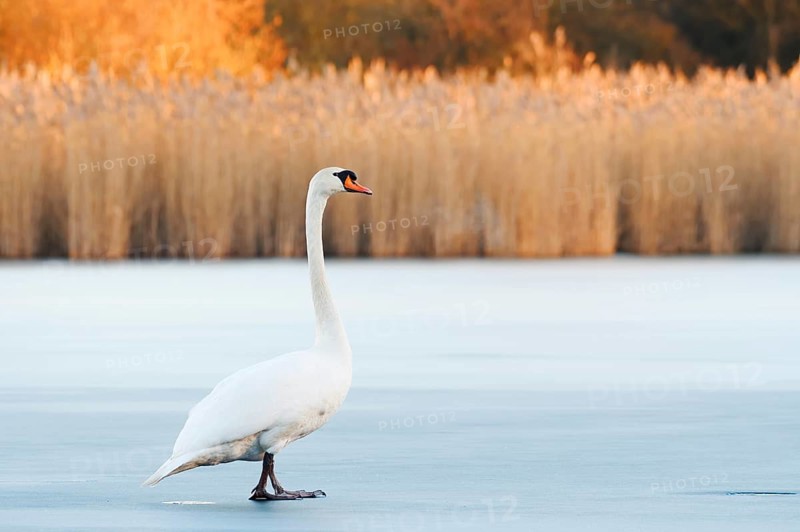 A mute swan (Cygnus olor) stands on a frozen lake in winter, North Rhine-Westphalia, Germany