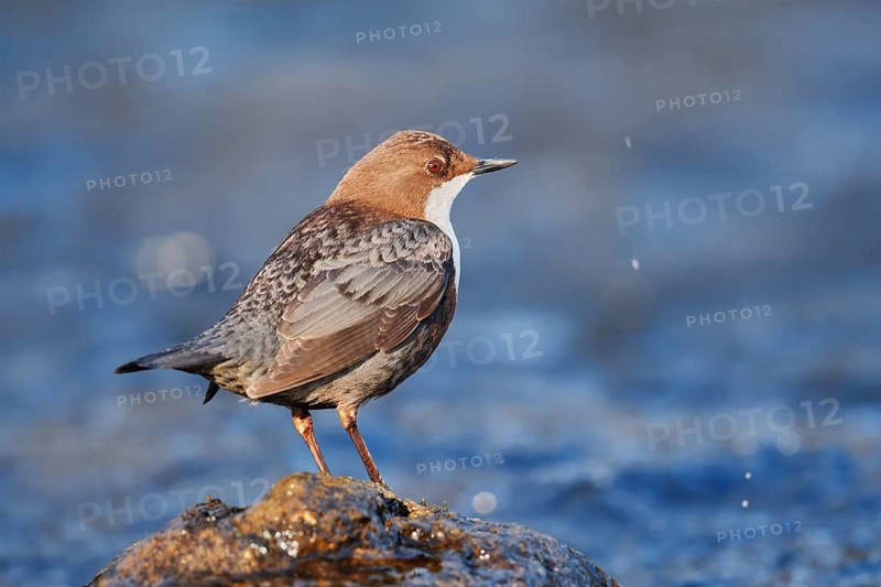 A white-throated dipper (Cinclus cinclus) stands on a rock in the water, North Rhine-Westphalia, Germany