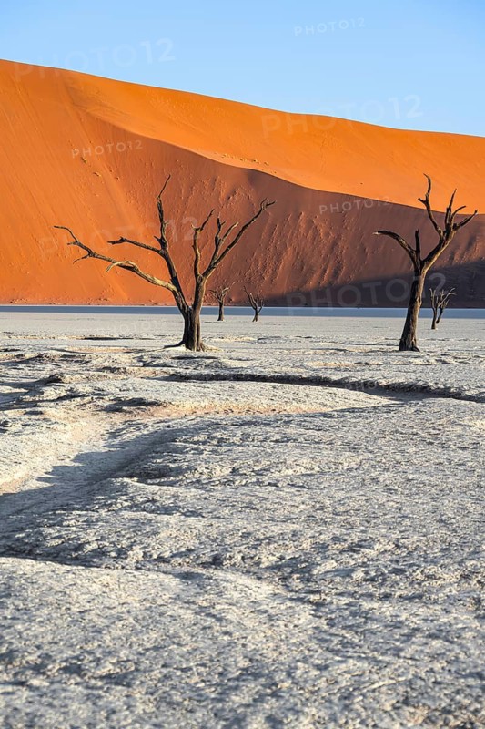 Dead camel thorn trees (Vachellia erioloba), red sand dunes, white salt pan, Dead Vlei, Sossusvlei, Namib Desert, Namib-Naukluft Park, Namibia