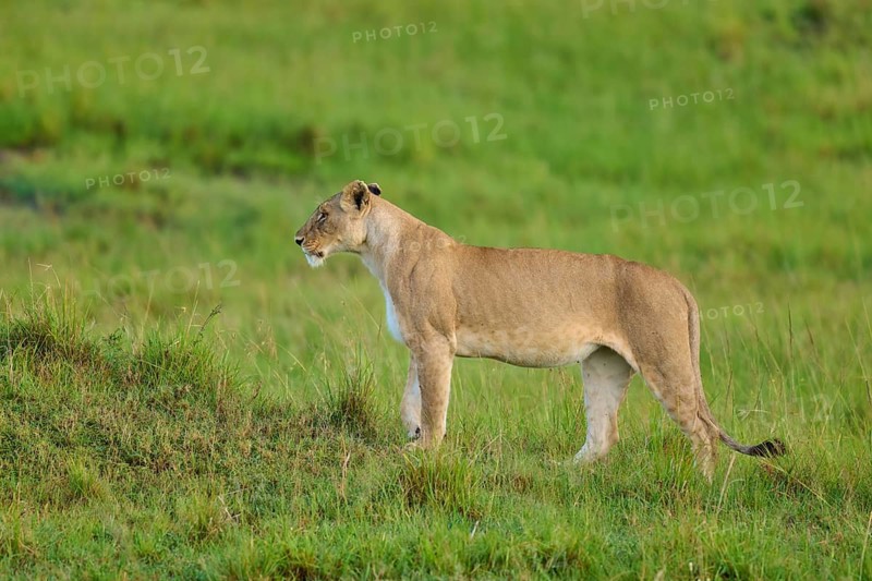 A lion stands alert in the grassy wilderness, lion (Panthera leo), Masai Mara National Reserve, Narok County, Kenya