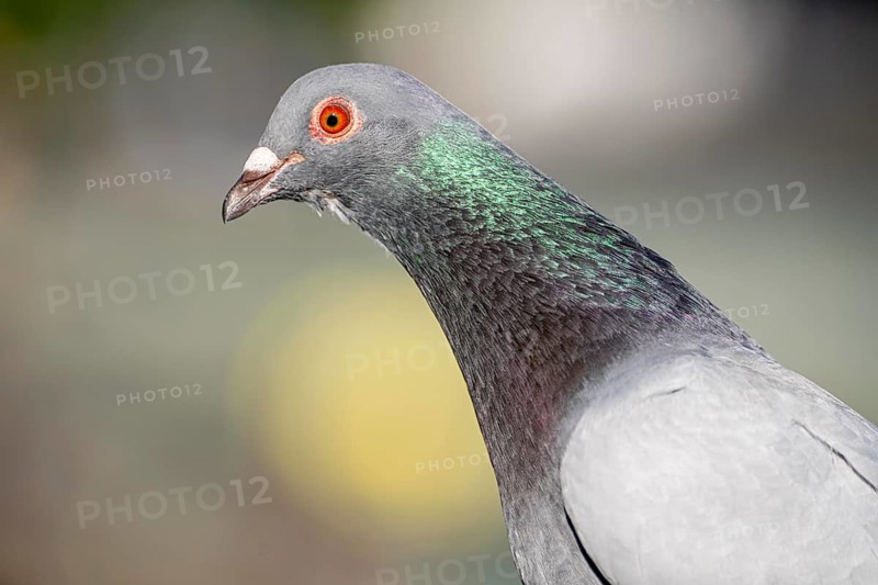 Typical city pigeon, domesticated form of rock dove, Columba livia domestica