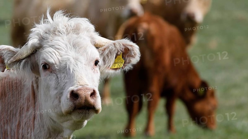 Free-range calves, cattle and cows from the Jahnsfeld organic farm in Brandenburg, they graze the surrounding grassland in spring and summer, they spend the winter in a playpen with an outlet, Müncheberg, Brandenburg, Germany