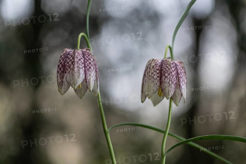 Snake's Head Fritillary (Fritillaria meleagris), Emsland, Lower Saxony, Germany