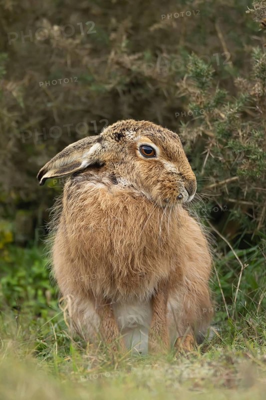 European brown hare (Lepus europaeus) adult animal in grassland, England, United Kingdom
