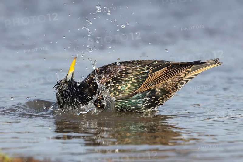 European or Common starling (Sturnus vulgaris) adult bird bathing in water of a shallow puddle, England, United Kingdom