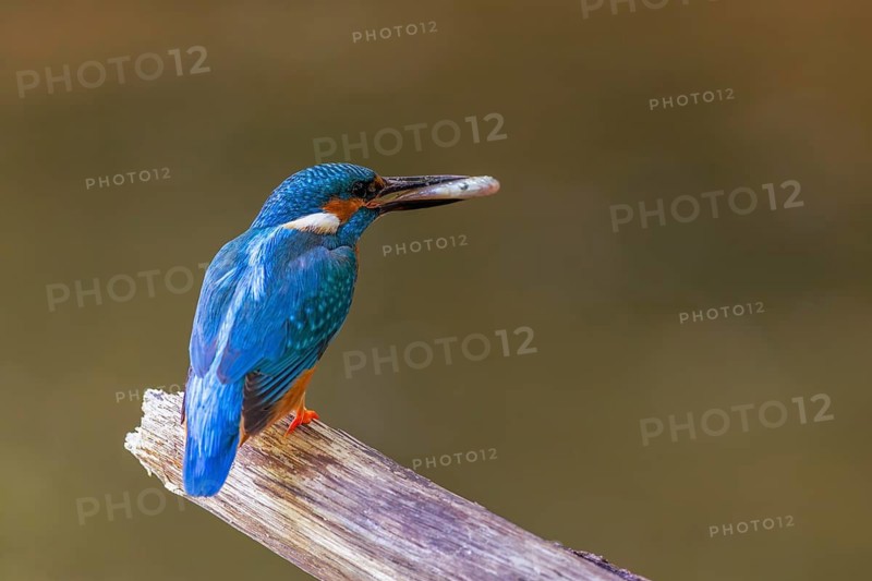 Kingfisher (Alcedo atthis) with a fish in its beak, Kingfishers (Alcedinidae), Upper Danube nature park Park, Baden-Württemberg, Germany