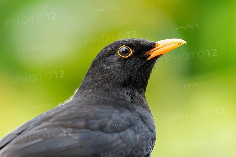 Blackbird (Turdus merula) male, with a yellow beak in bright sunshine and a green background, Sussex, UK