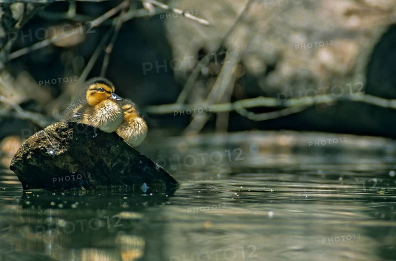 Anas platyrhynchos, dunes, chicks, mallard, mallard, anatidae, birds, ducks, ducks, ducks, leo, pullus, resting, sleep, birds, waterbirds