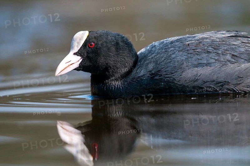 Eurasian Coot Coot, Fulica Atra, Birds, Coot Rail, Gruiformes, Crane Birds, Mirror, Rails, Rallidae, Mirror Image, Birds, Waterbirds, Waterbirds