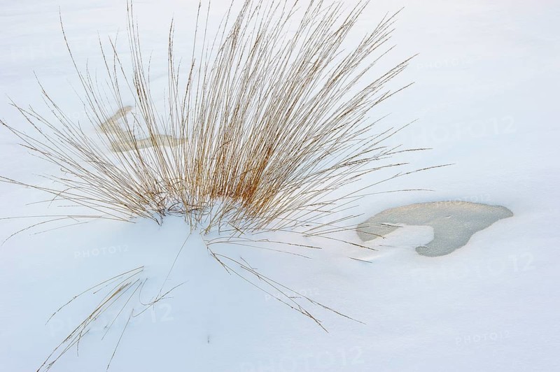Winter landscape with snow and ice in Rehdener Geestmoor, Rehden, Lower Saxony, Germany